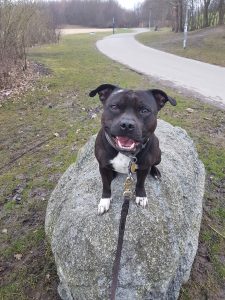 Hund på sten